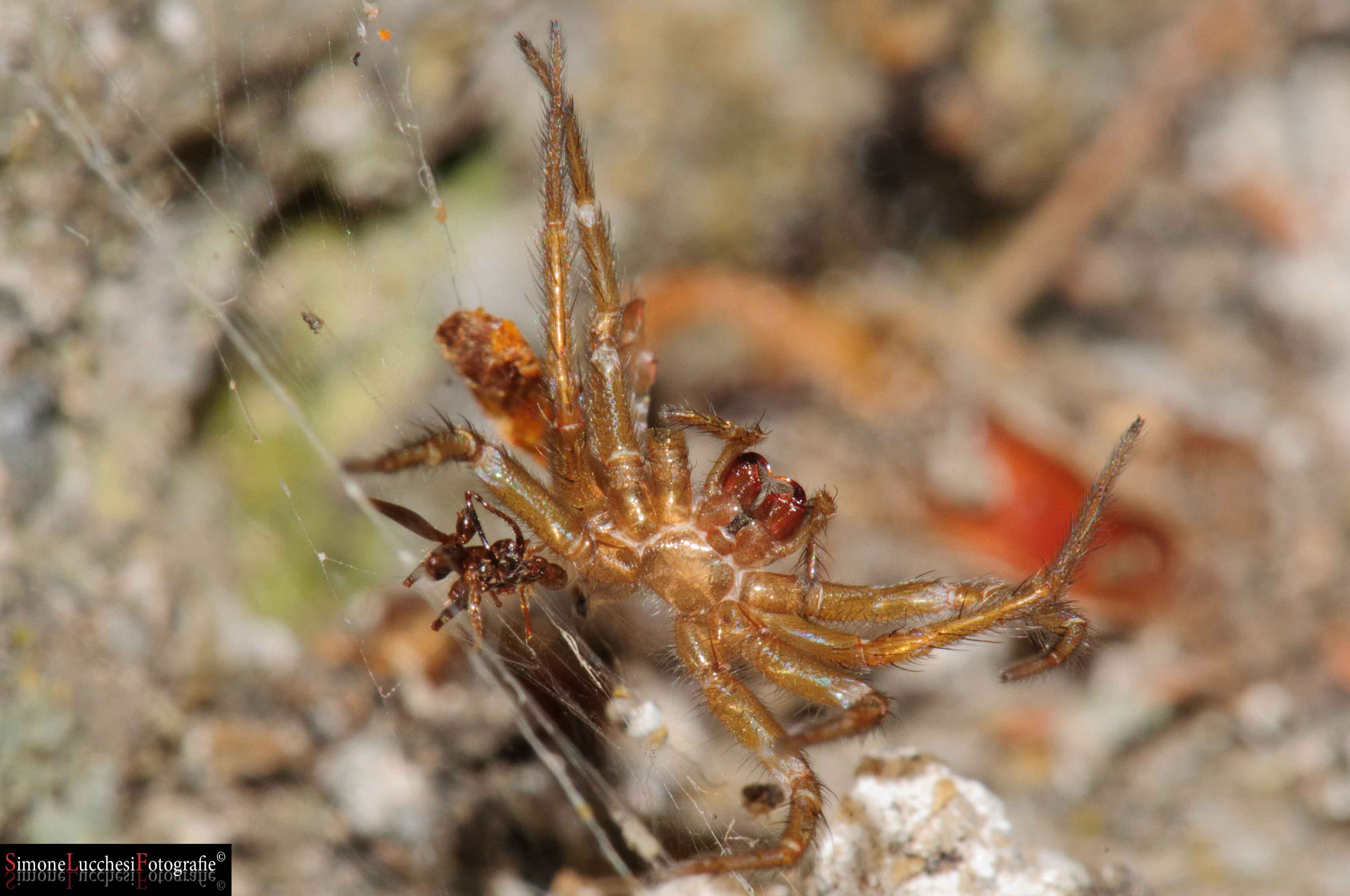 Una bestiola curiosa: exuvia (Lycosoides coarctata)